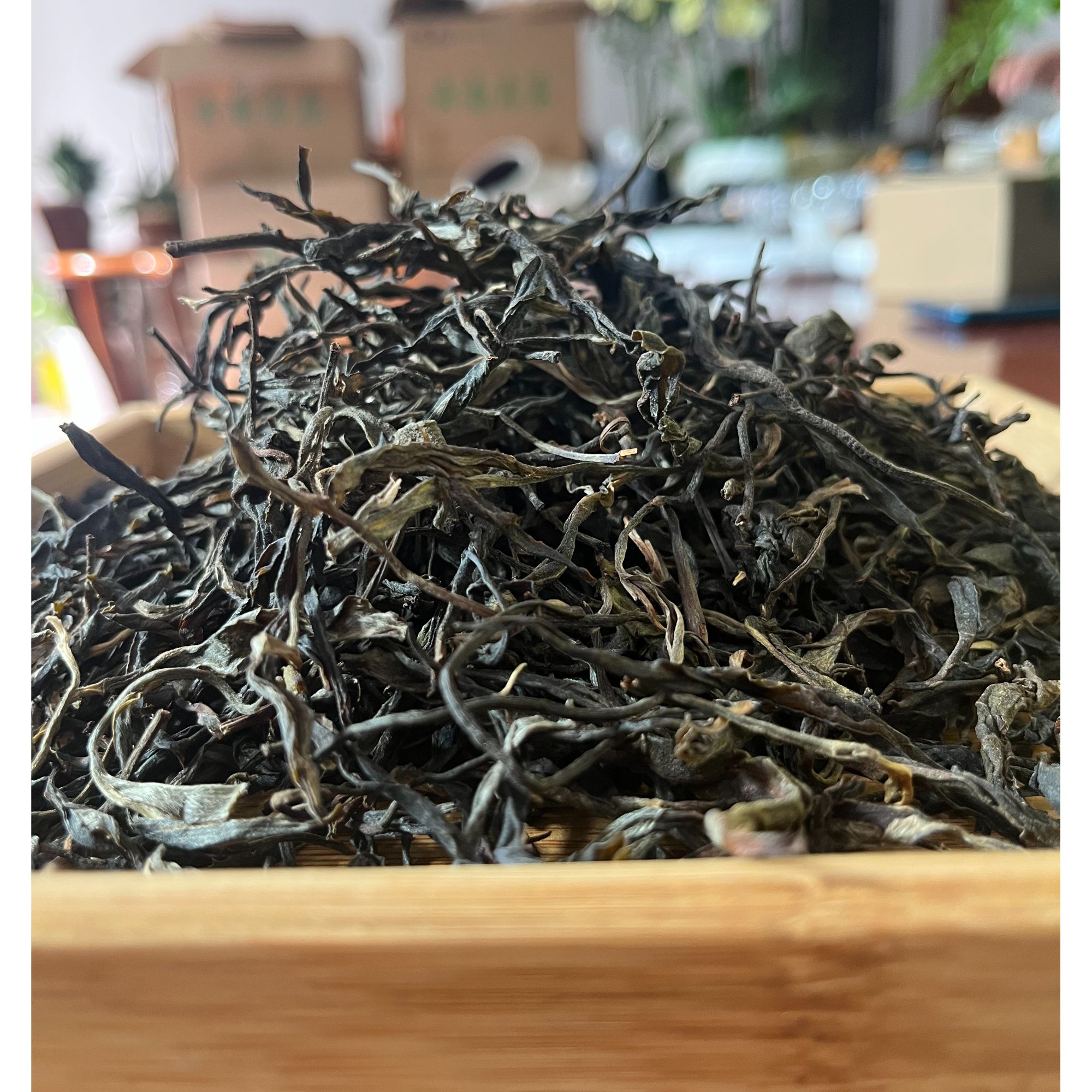 黄草林古树普洱生茶春茶散茶叶直播间云南正宗普洱茶生普洱茶叶