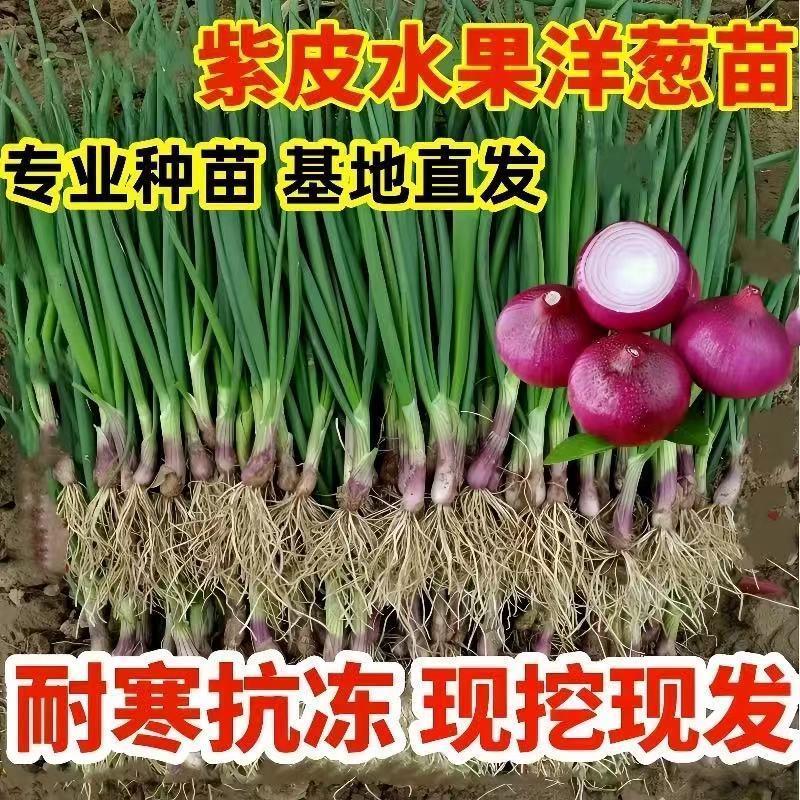 洋葱苗秧苗水果洋葱苗紫皮洋葱苗红皮洋葱苗冬季蔬菜种苗