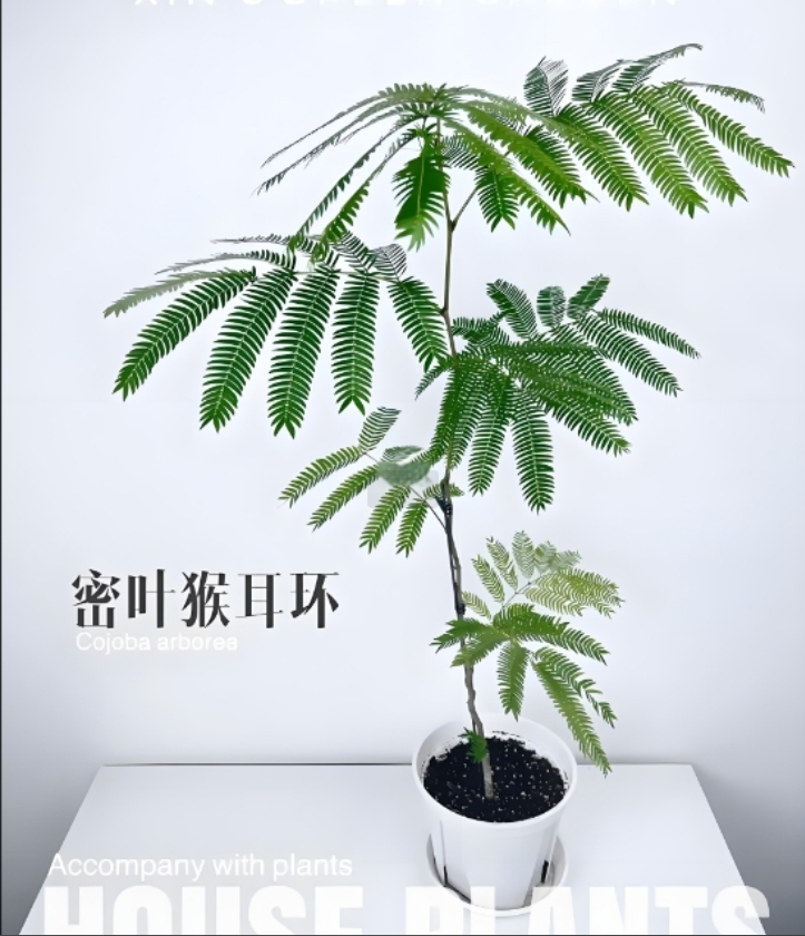 密叶猴耳环高端轻奢风格室内客厅落地装饰精品高端黄色合欢花盆栽