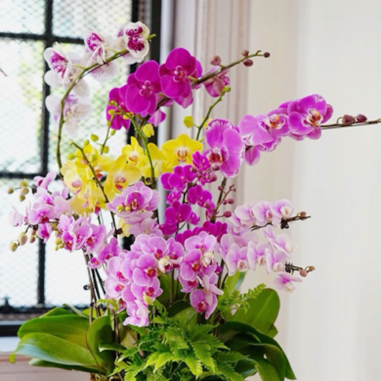 （瑕疵蝴蝶兰小苗）养苗练手好选择今日清仓处理