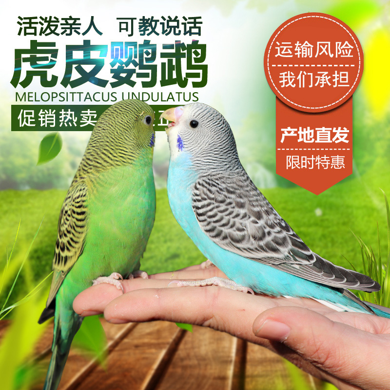 魔宠乐虎皮鹦鹉活鸟活物鹦鹉小鸟活鸟鸟类小型宠物手养鸟手玩鹦鹉