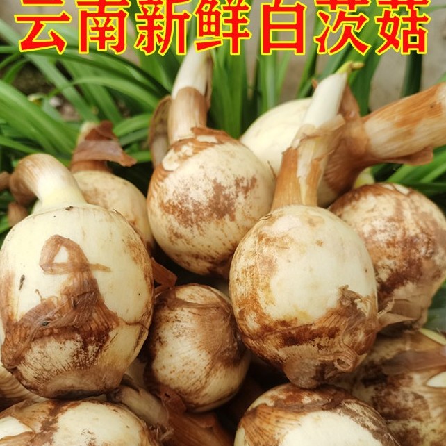 云南新鲜蓝慈姑茨菰茨菇白马蹄鲜慈姑1/2/3/5/9斤粉糯荸荠鲜蔬菜
