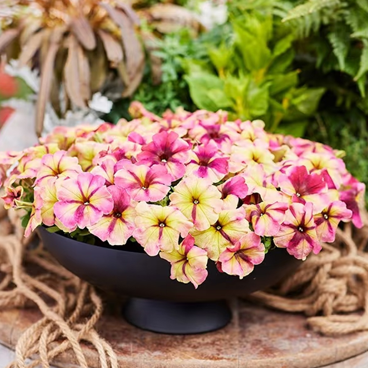 进口矮牵牛种子慢摇系列春季播室内阳台盆栽四季花园易种花卉花籽