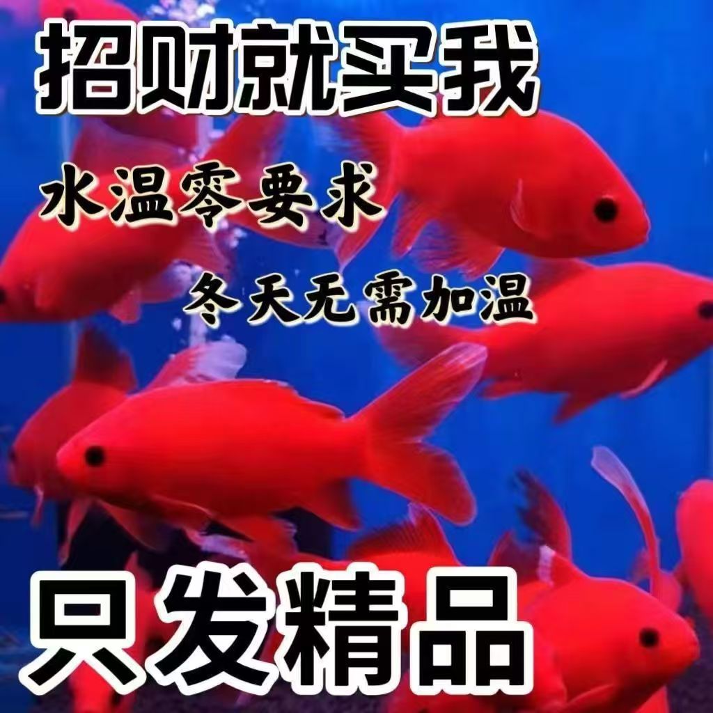 冷水鹦鹉好养耐活葡萄金鱼招财黑眼淡水鱼纯种红鱼长短尾随机发