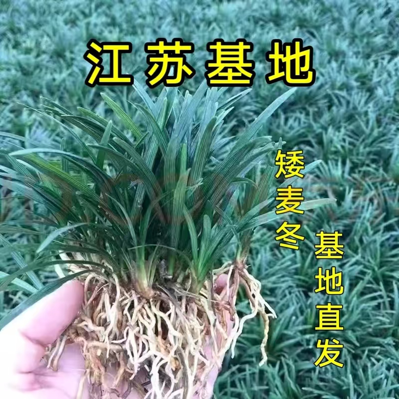 筠钗矮麦冬草玉龙草细叶麦冬草庭园花园草坪别墅园林绿化
