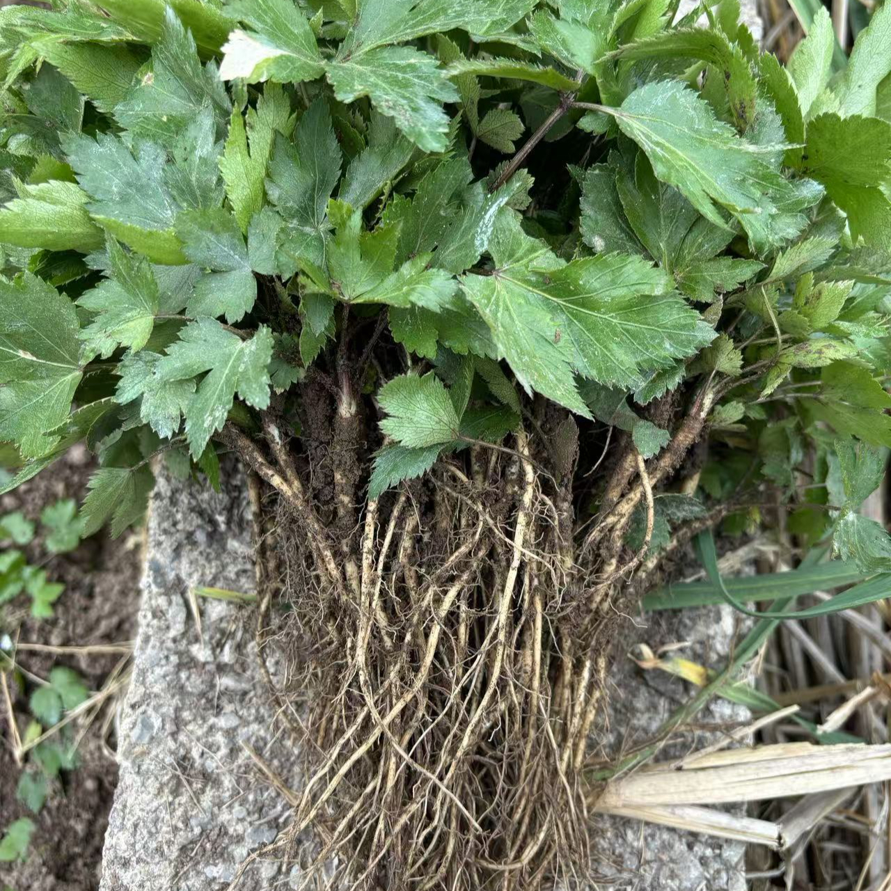 汉源正宗甜当归苗