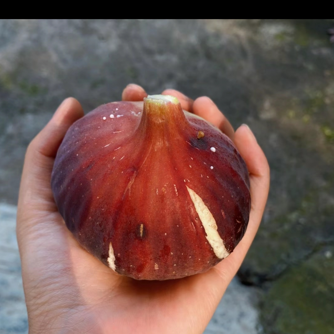 （盆栽）玛斯义陶芬无花果树苗盆栽阳台庭院果树苗