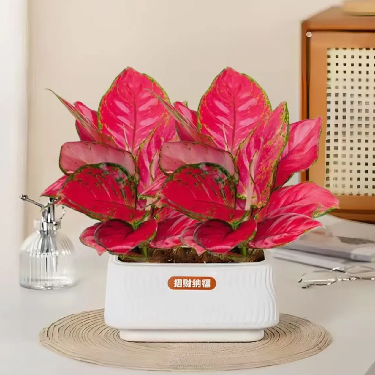 吉利红如意盆栽qy水培植物吸除甲醛好养四季易活