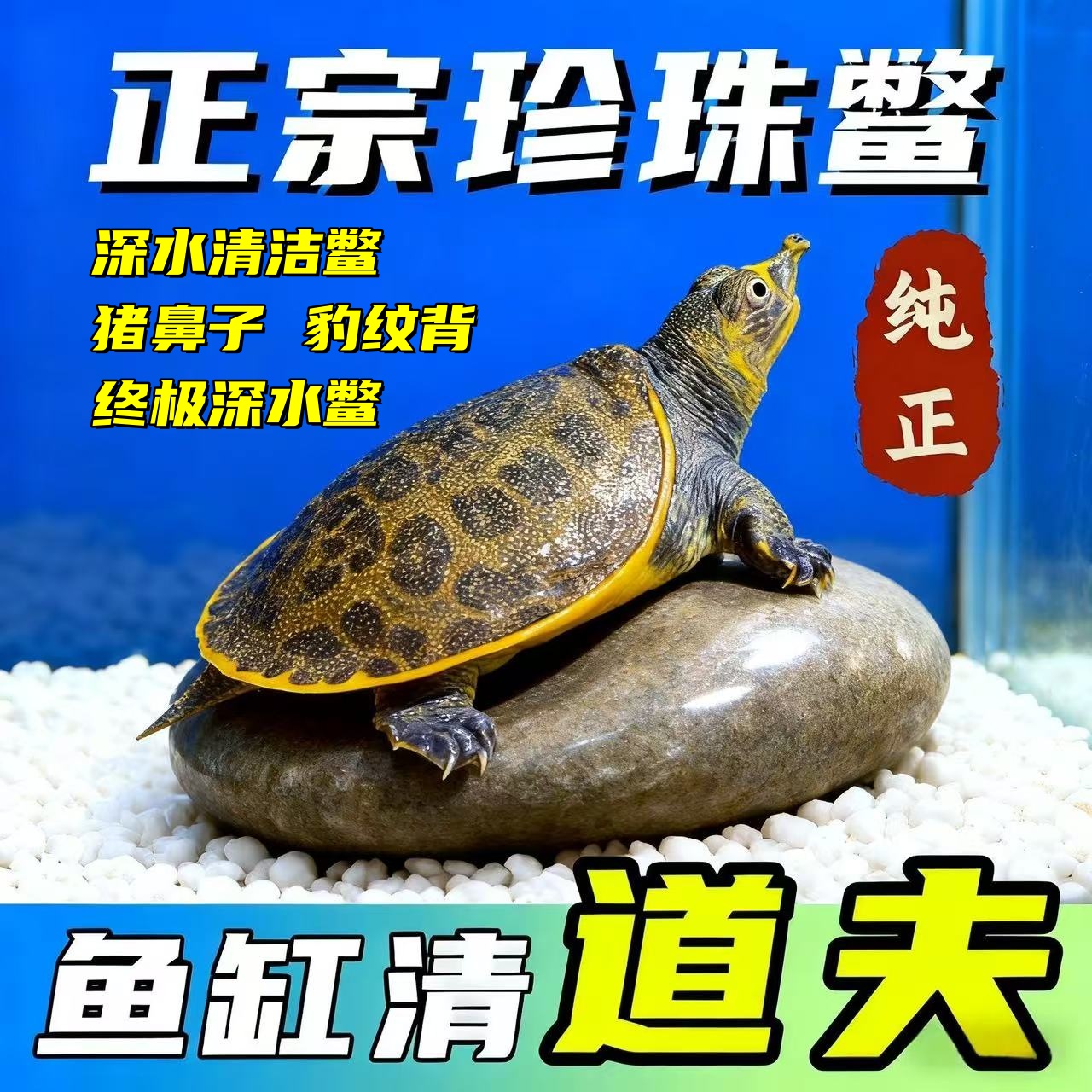 深水珍珠猪鼻鳖鱼缸混养吃粪美国鳖甲鱼活体小乌龟活物混养观赏鳖