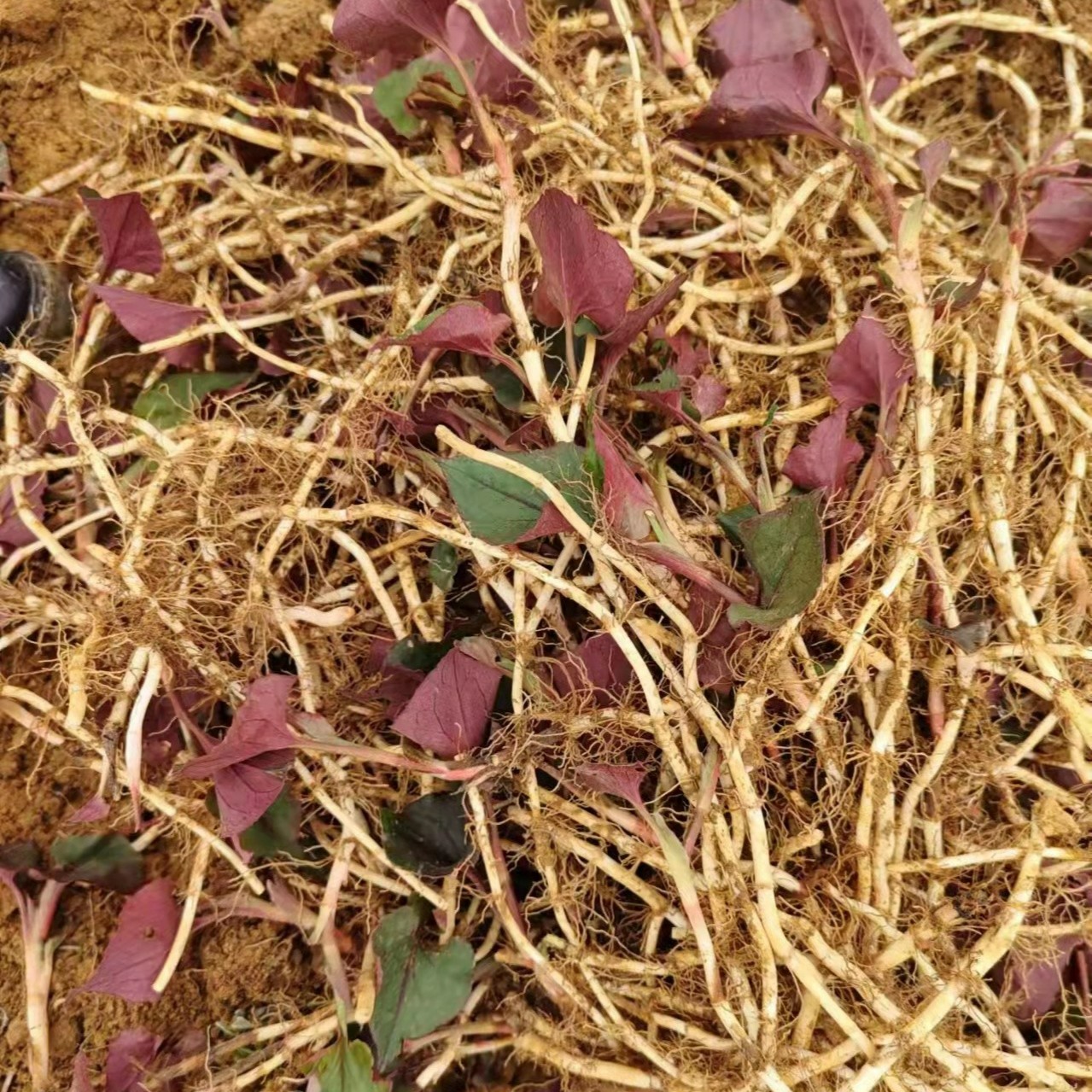 贵州折耳根新鲜鱼腥草农家露天种植3斤