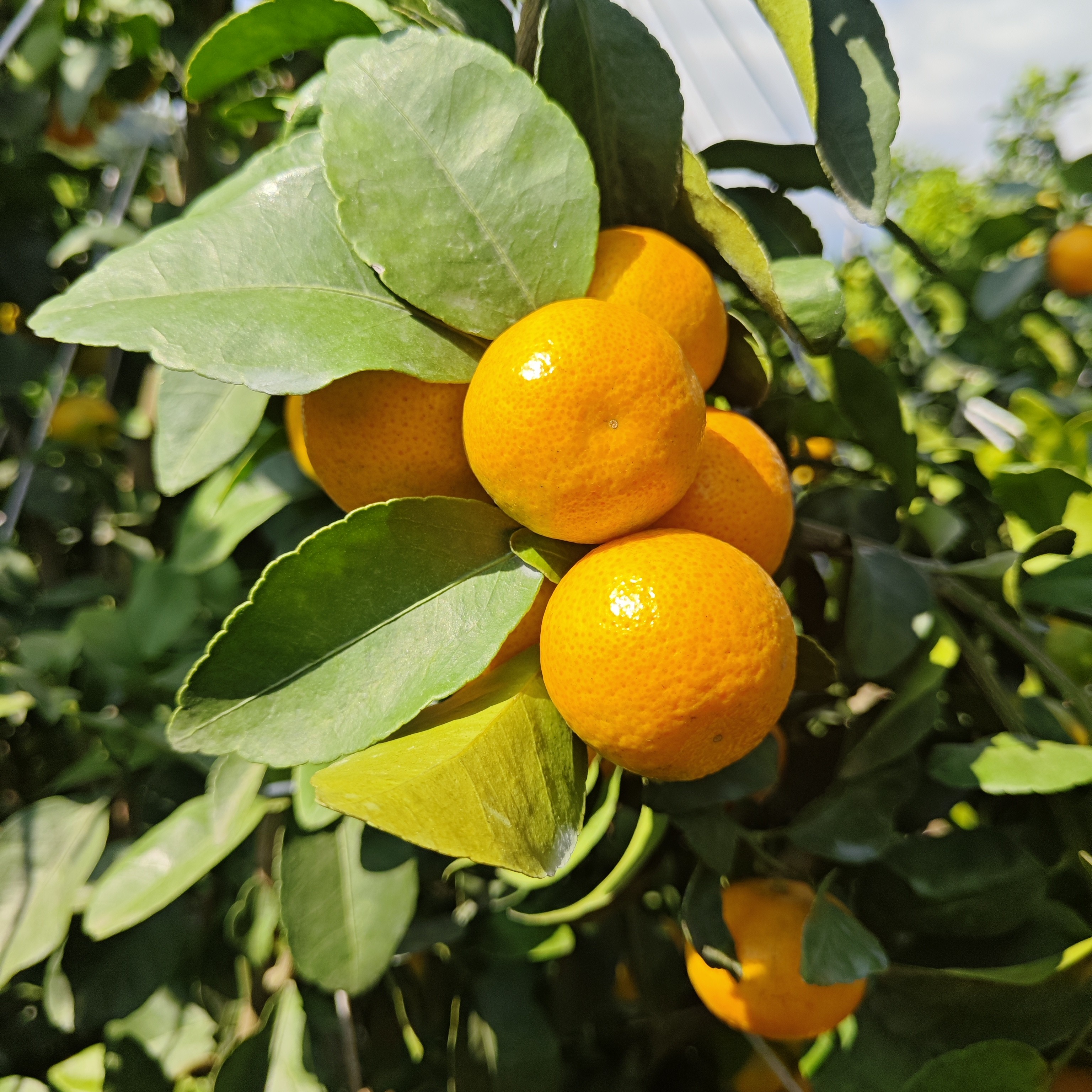 【坏果包赔】2025年新金秋砂糖桔特大果现采现发汁水充足果粒饱满