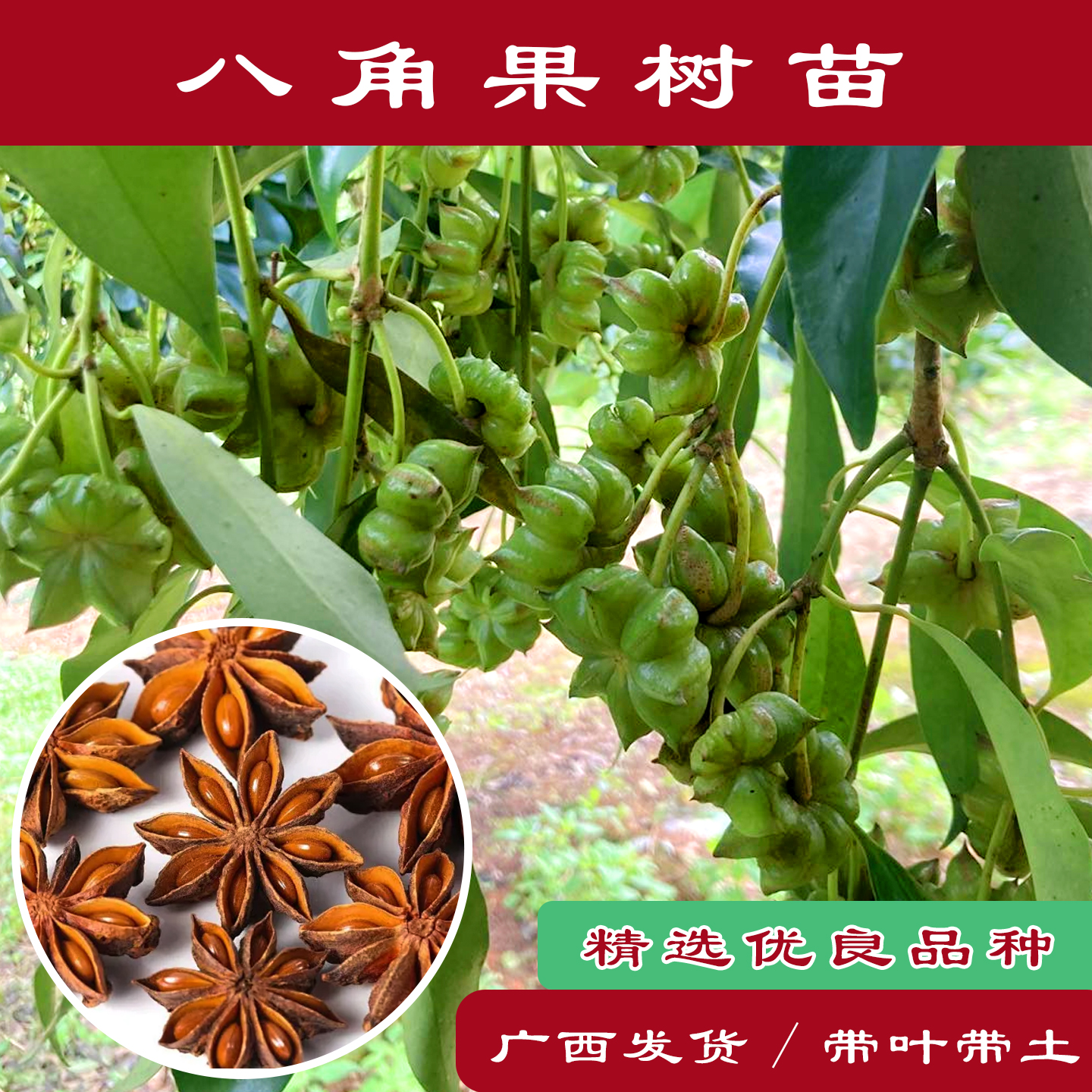八角树苗当年有惊喜广西大红品种罗马八角苗南北方种植嫁接茴香树