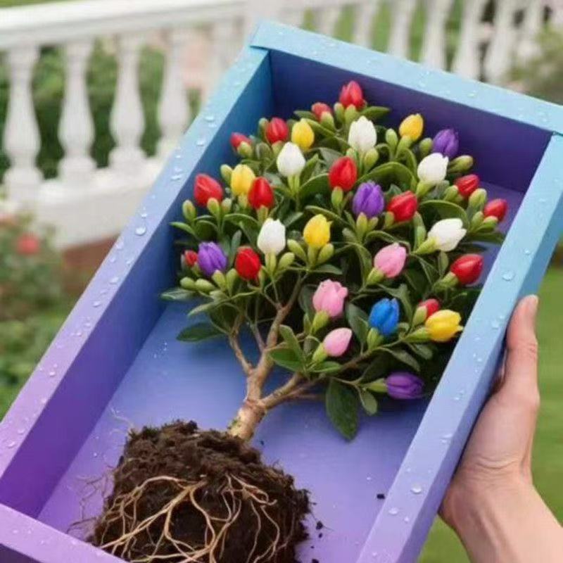 【新品】九里香树苗浓香型植物花卉耐寒阳台庭院盆栽地栽四季常青