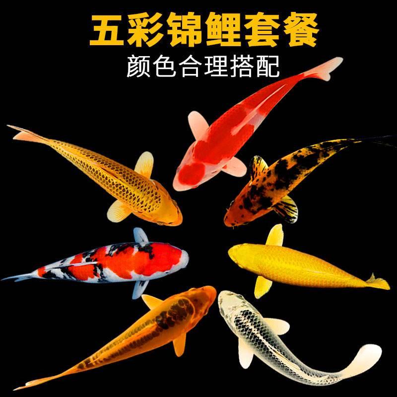 锦鲤活鱼冷水淡水观赏鱼活体黄金红白大正易养耐活宠物小金鱼