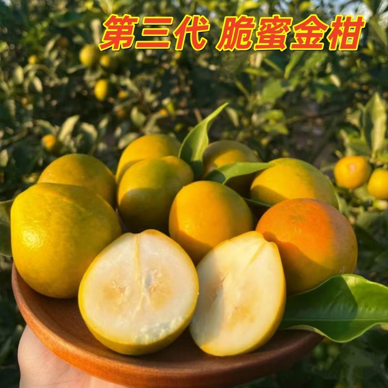 【产地直发】广西脆蜜金柑纯甜无酸无籽第三代融安金桔果园现摘现发