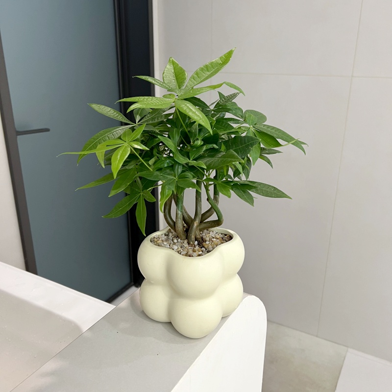 【喜半阴】奇趣发财树办公室招财绿植室内花卉桌面工位摆件植物好养