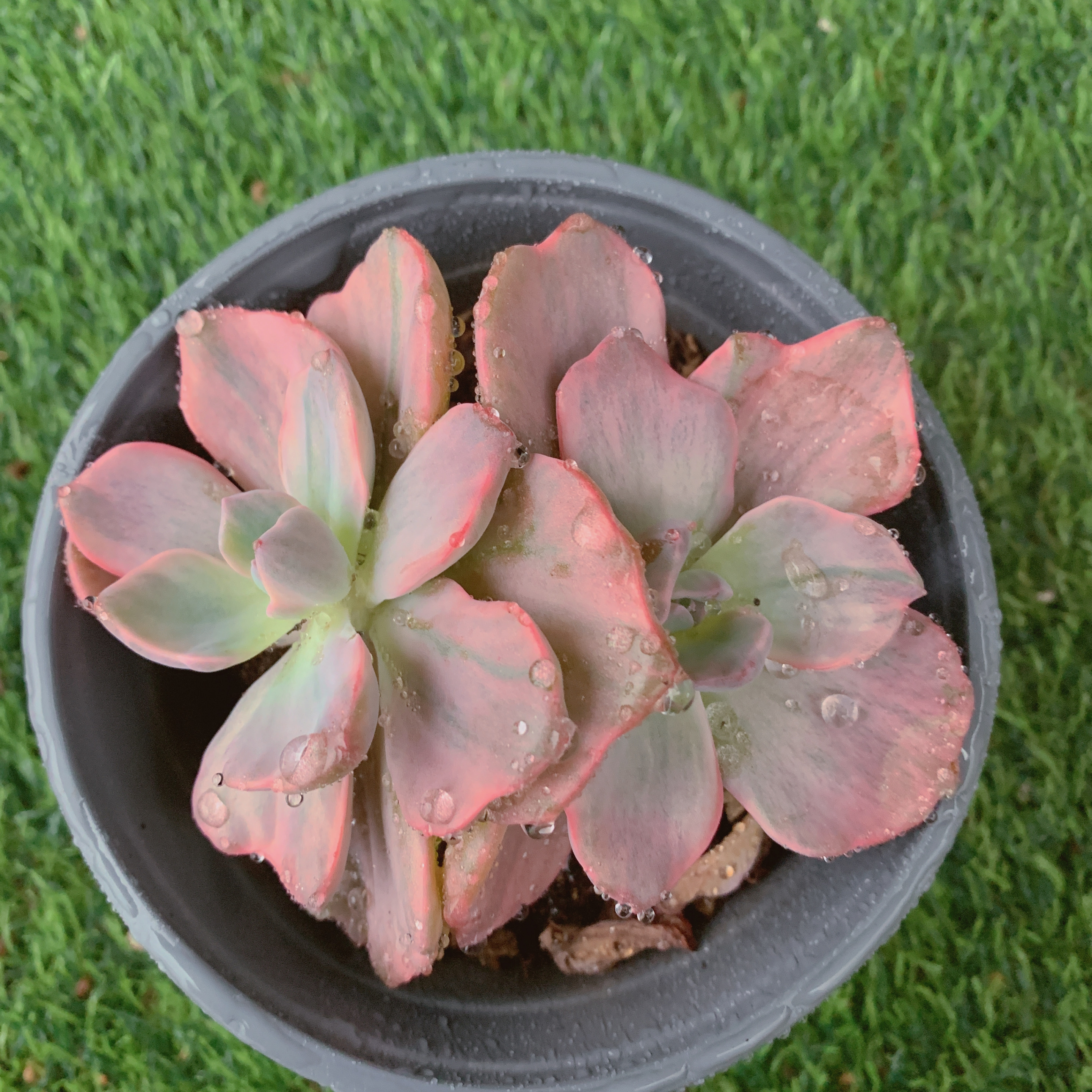 彩虹糖锦双头7-9CM【花界草堂】 精品多肉 阳台盆栽  一单包邮