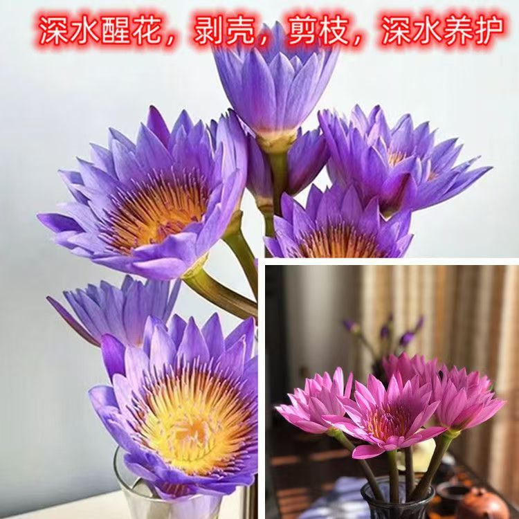 粉紫睡莲插花---广州鲜花室内家用基地绿色植物批发花束