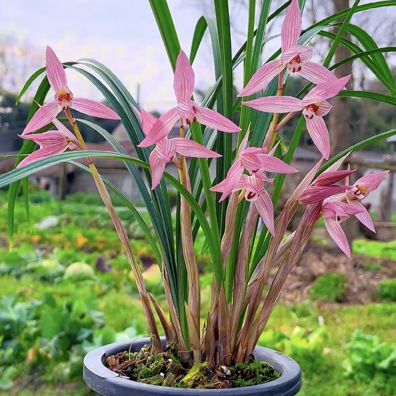 春剑新津胭脂3苗连体云南原生老种开花风雨大气高端顺丰包邮兰花