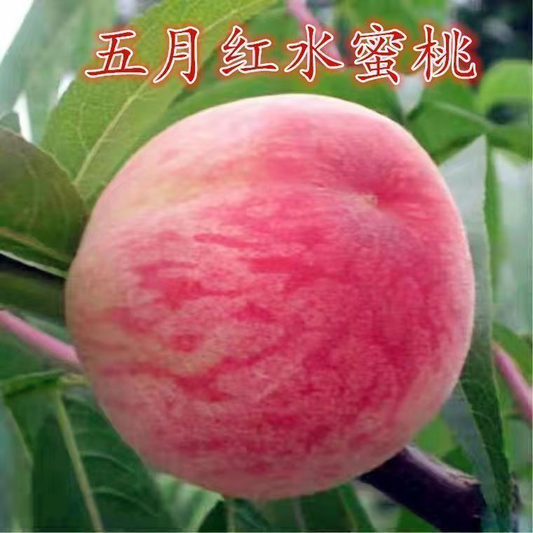 桃树果苗嫁接苗水蜜桃果树果苗油桃黄桃冬桃血桃苗大桃树苗新品种