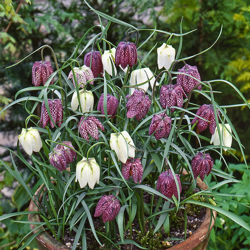 花格贝母种球 Fritillaria meleagris耐寒耐阴秋冬种植