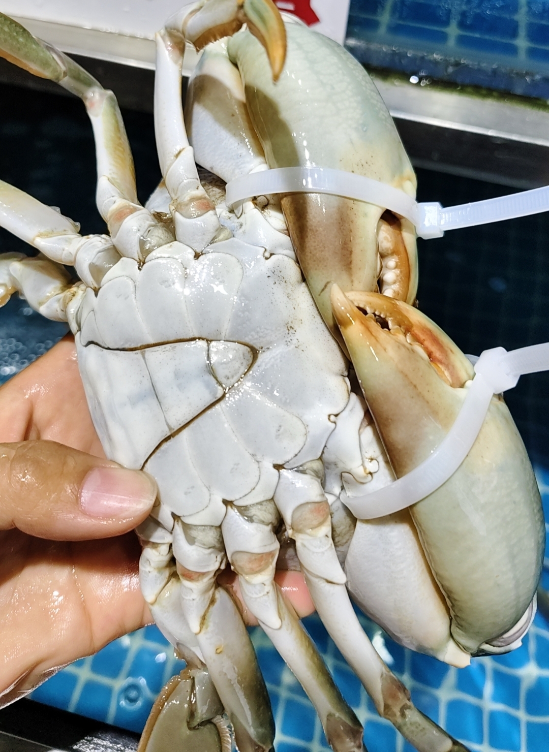 现称现改价现发( 膏蟹 肉蟹....海鲜）