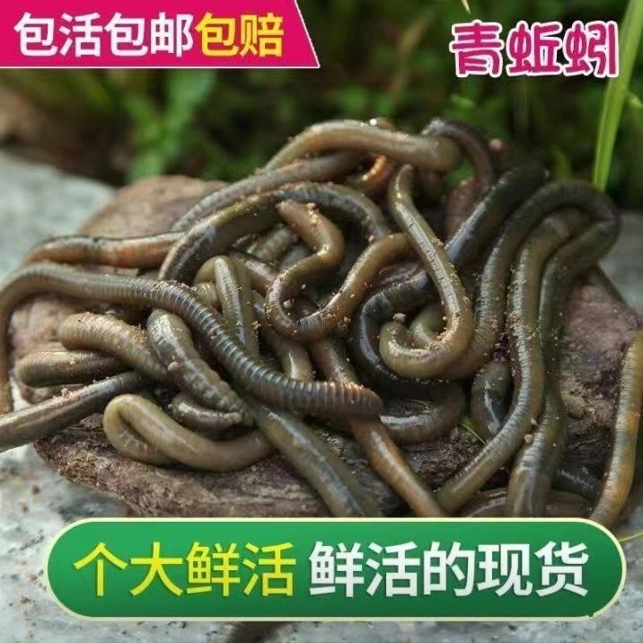 鲜活青蚯蚓黑蚯蚓浓腥活体活饵钓黄鳝黄辣丁户外垂钓专用