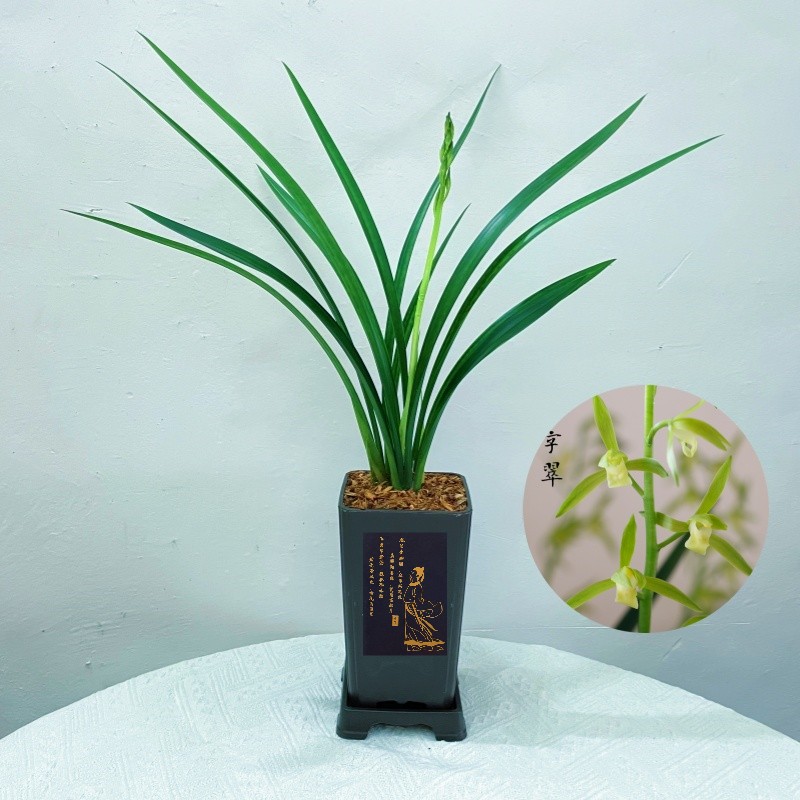 吴字翠 （带3-5花芽） 墨兰精品素心浓香兰花绿植盆栽