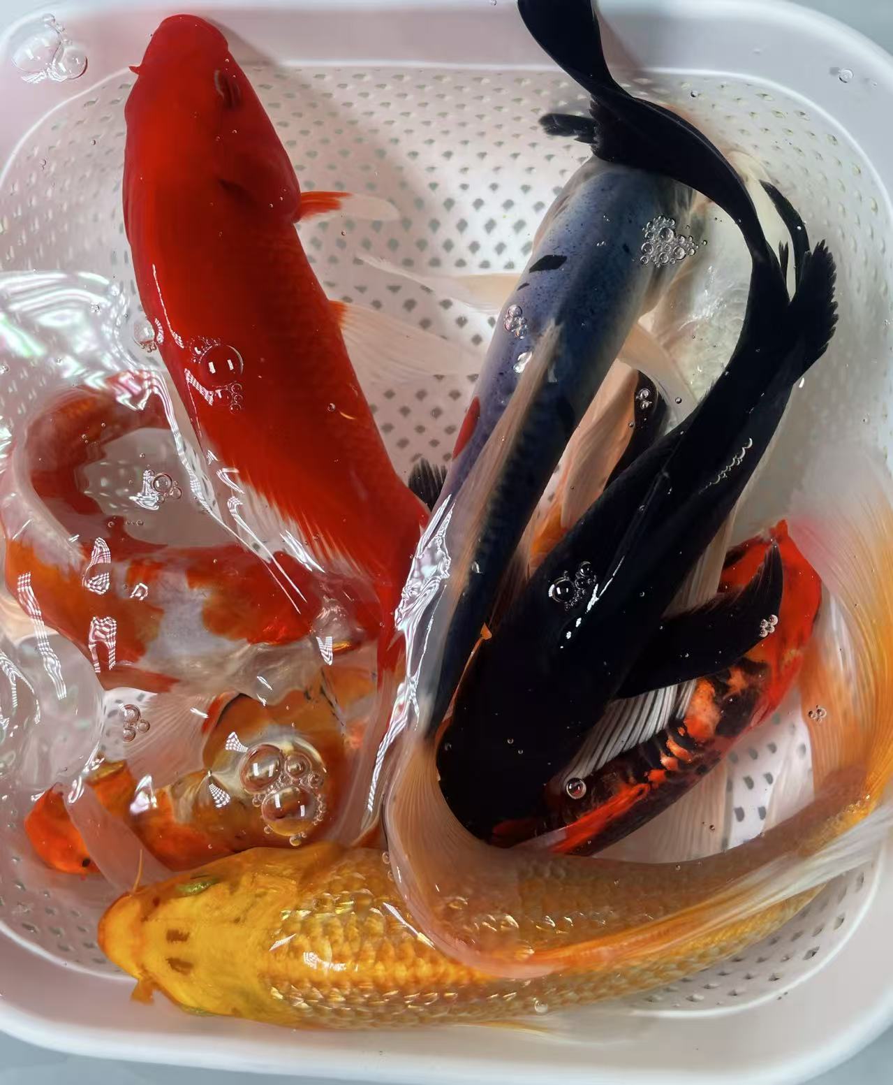 渔场直发锦鲤多色混搭草金观赏鱼1215xd