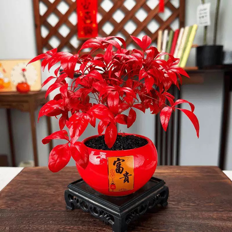 【火焰南天竹】红叶盆栽室内客厅书房禅意四季观叶耐寒好养活绿植