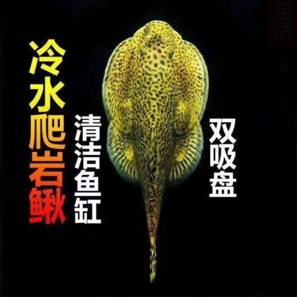 贵州爬岩鳅琵琶鼠冷水观赏鱼清洁鱼净化鱼缸除藻清道夫