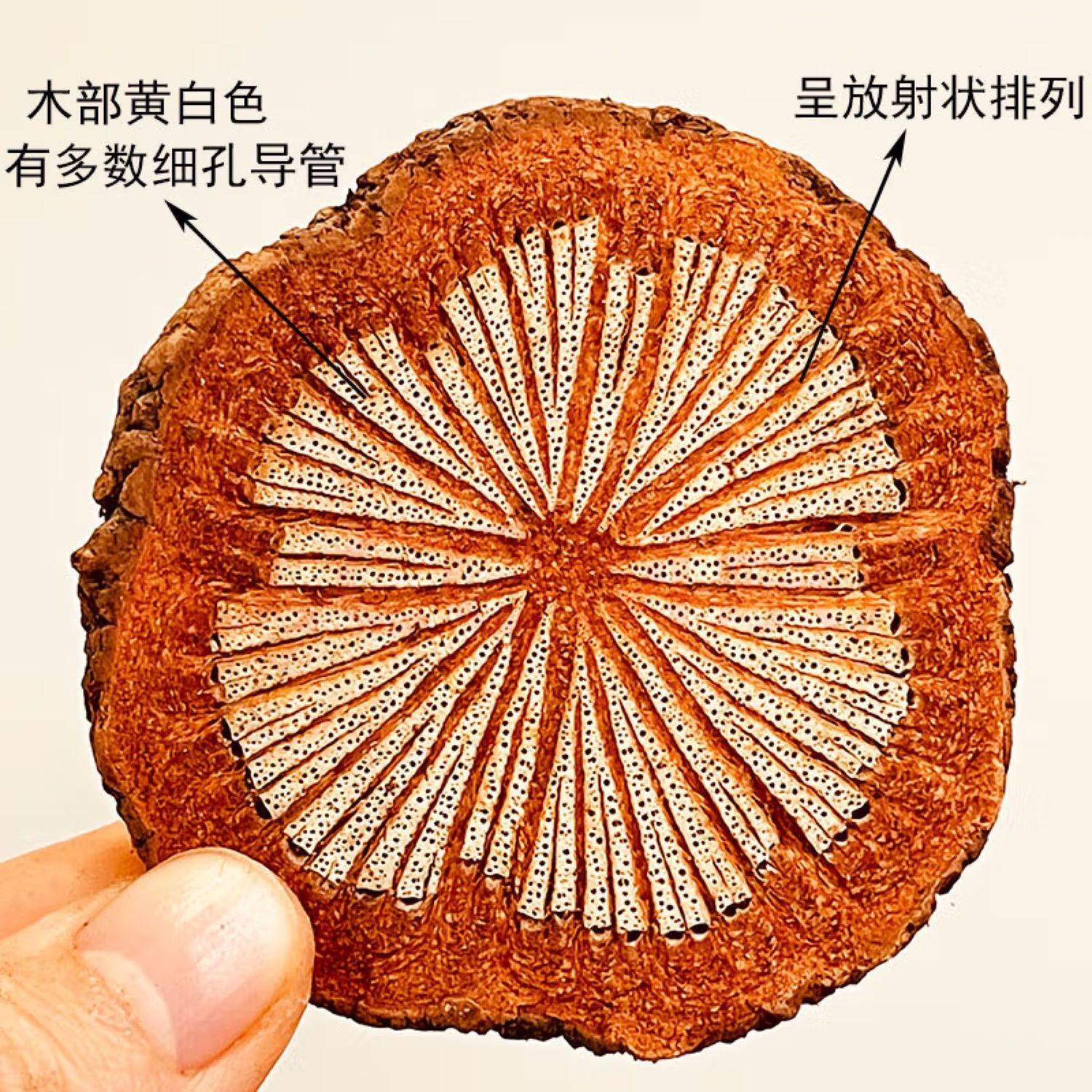 【婷姐专属】血塞通 云南山货下山