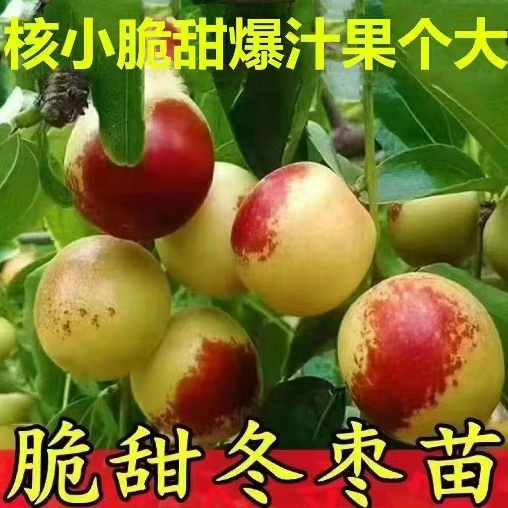 常艺【冬枣树苗】嫁接脆甜枣树 盆栽庭院地栽南方方种植