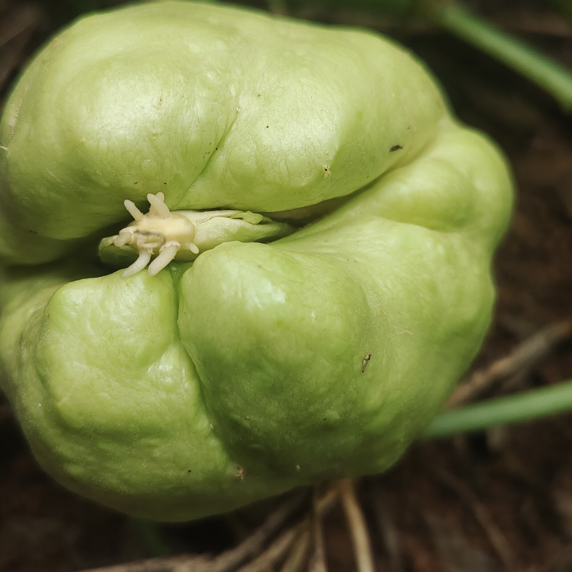 已发芽佛手瓜种子瓜3个 洋瓜，佛手瓜