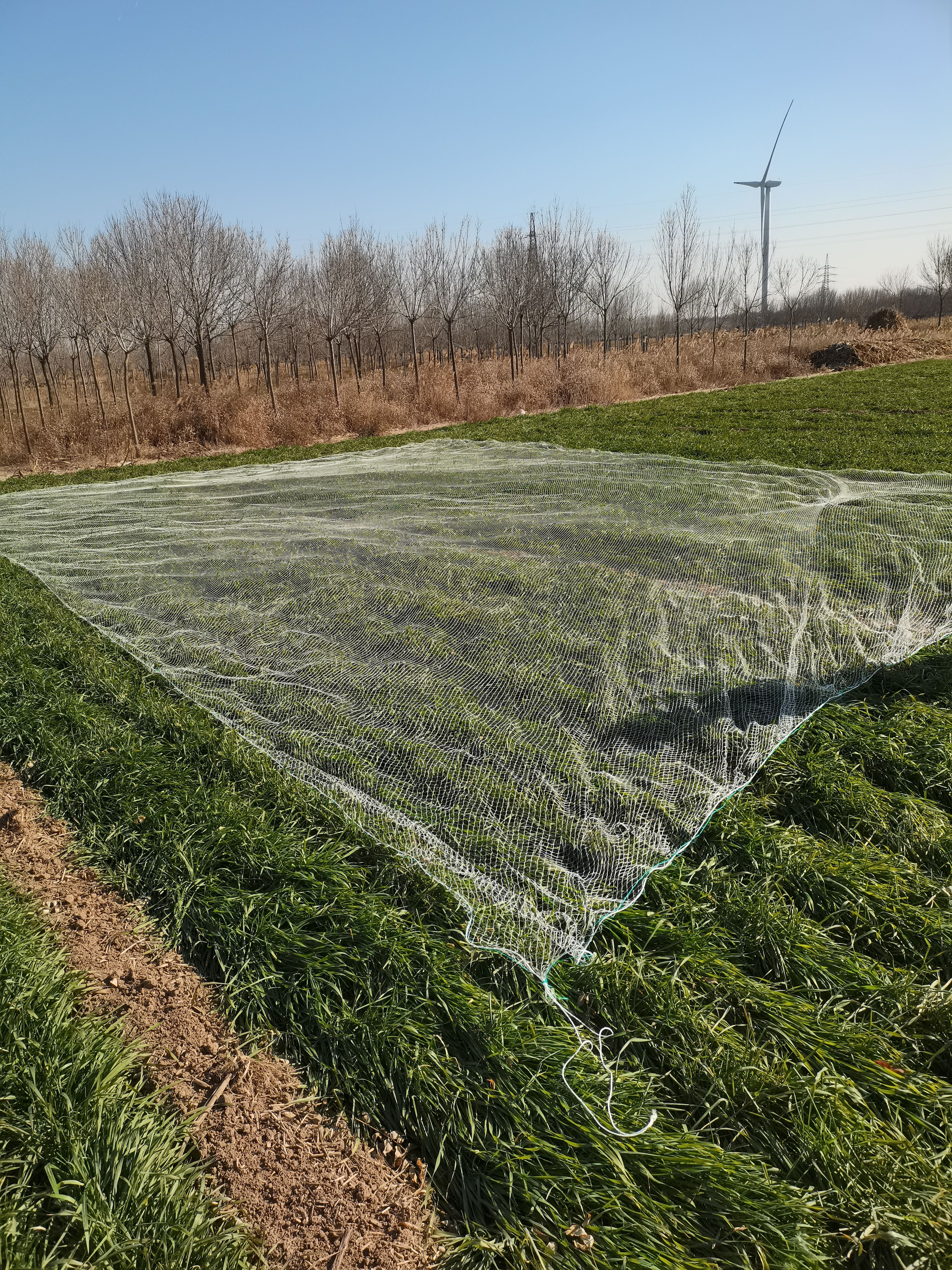 拉网防虫拖网盖网鹌鹑拉网尼龙线网天网全覆盖网大棚通风口网