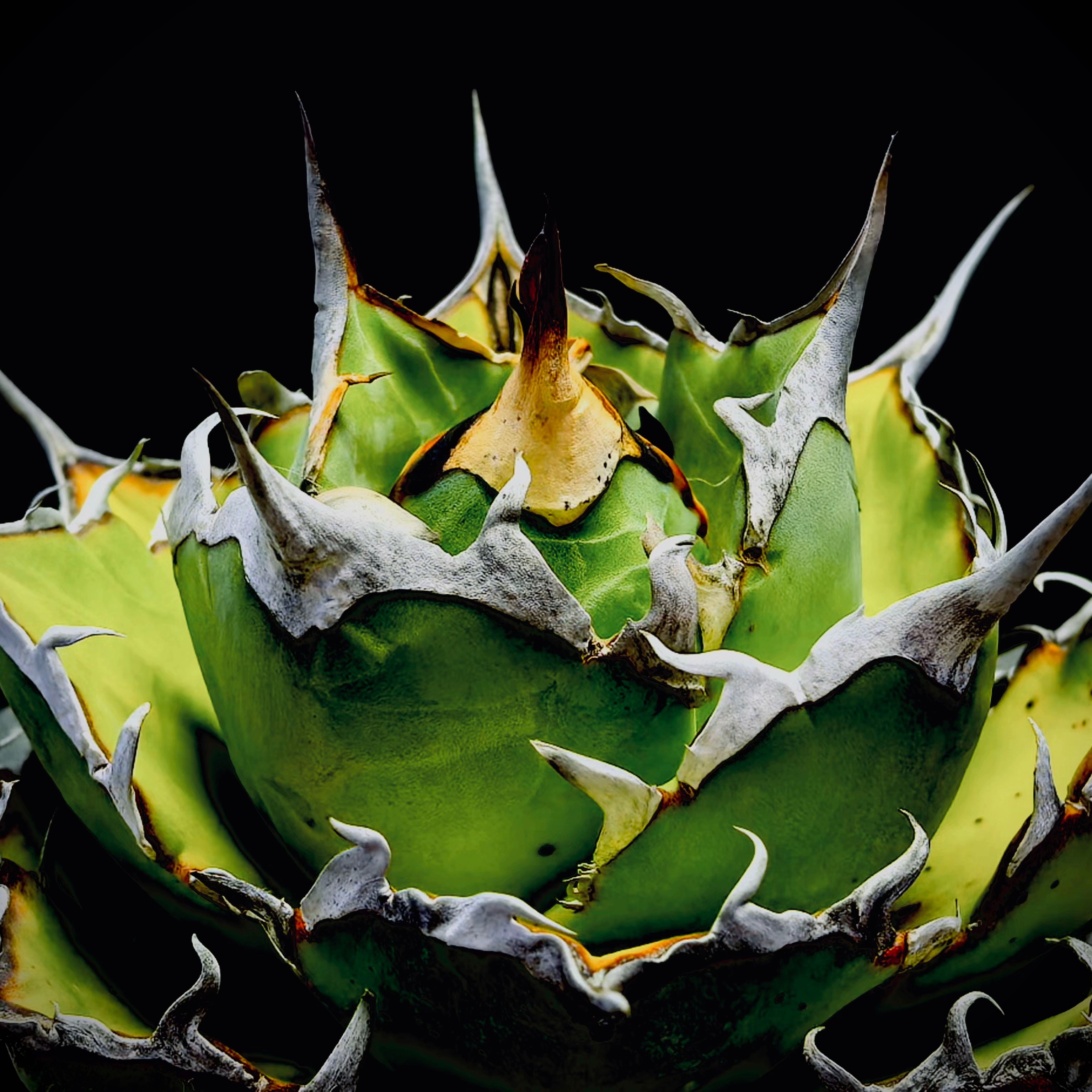 龙舌兰仁王冠黑帝斯潮流植物龙舌兰科多肉植物防辐射