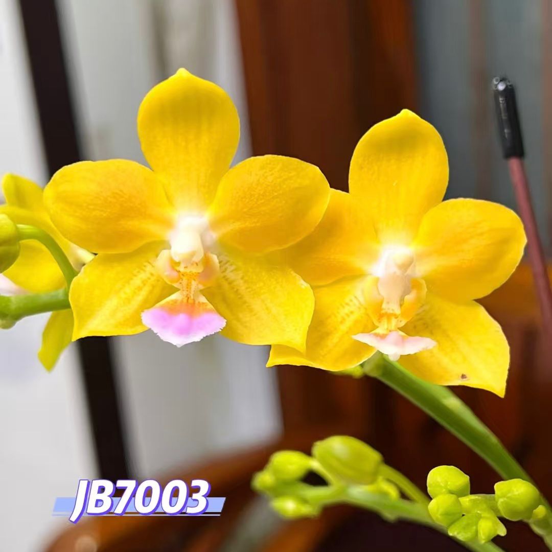钜宝jb7003新品3.0寸苗大苗蝴蝶兰苗好养活带香味网红蝴蝶兰盆栽