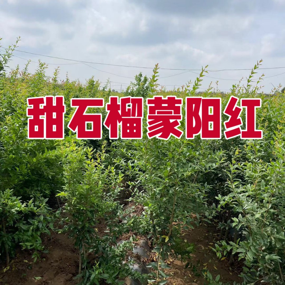 五年龄三公分粗蒙阳红大红袍大果甜石榴树苗耐寒枝条带刺正宗品种