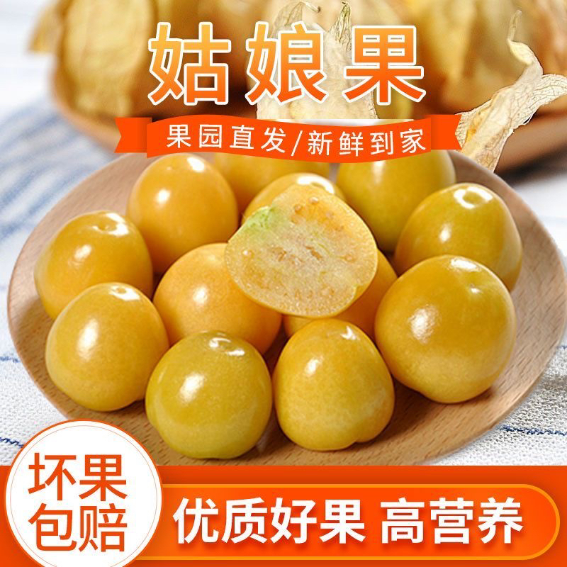 东北新鲜姑娘果灯笼果薄皮甜黄菇娘果水果产地直发