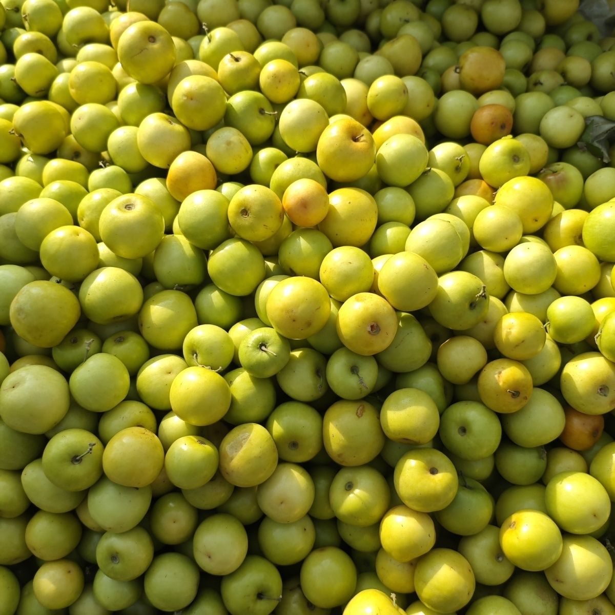 云南酸甜麻阔酸青枣嫁棘枣酸枣孕妇水果云南下午茶伴侣新鲜包邮