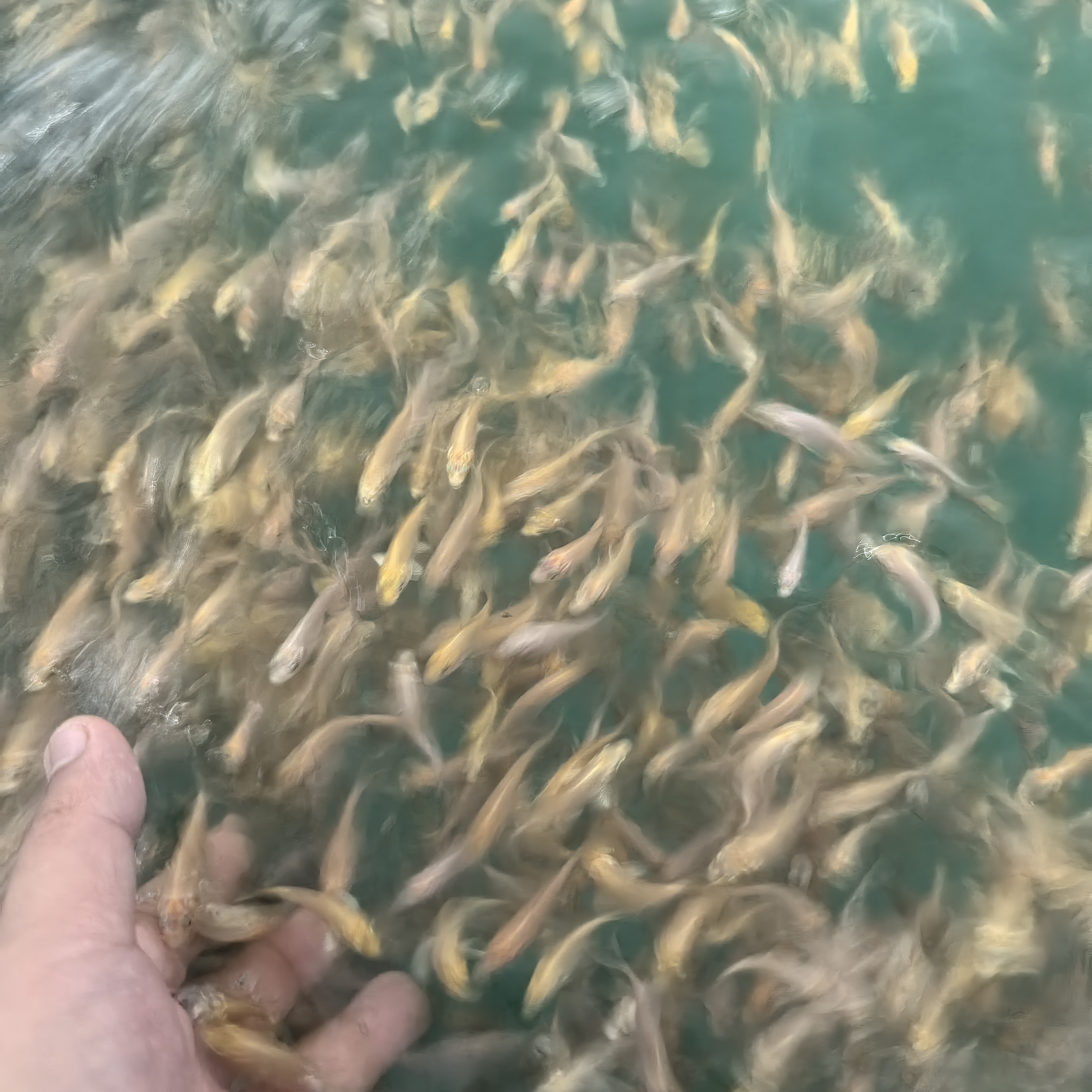 张凯红蝴蝶鲤寸片4-5厘米