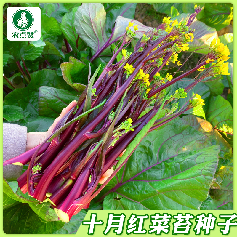 【红菜苔种子】广东白菜心种籽家庭种植四季播种蔬菜种子