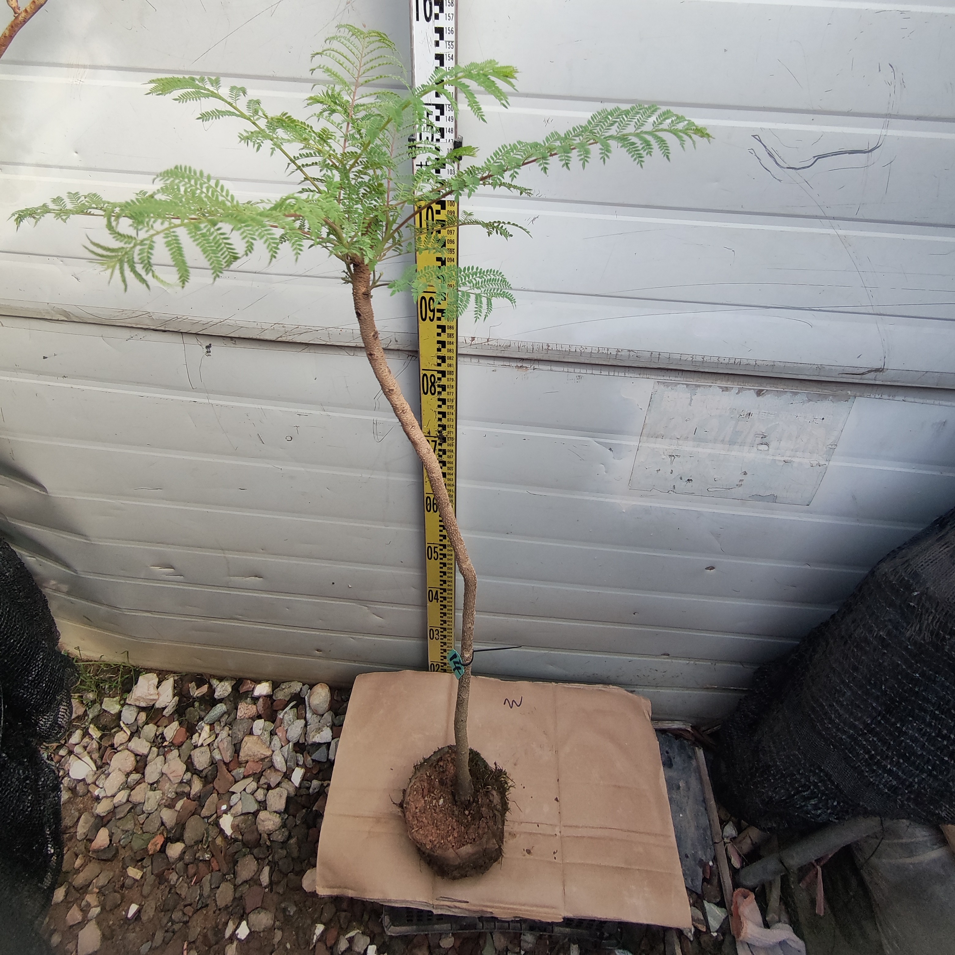 网红珍贵蓝花楹布袋树苗14号庭院阳台可室内可室外盆栽地栽种植物