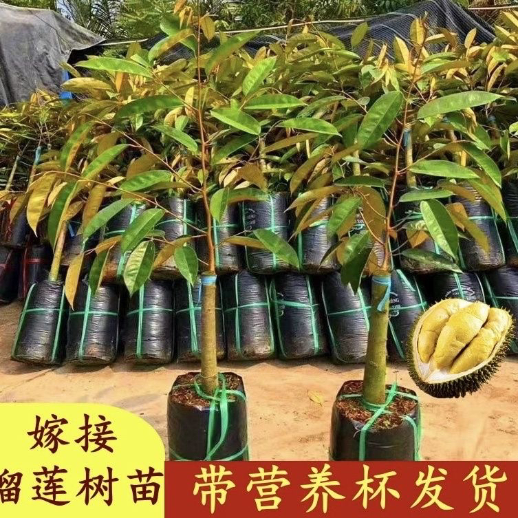 正宗榴莲树泰国榴莲苗庭院盆栽地栽金枕头榴莲苗带土带叶好养易活