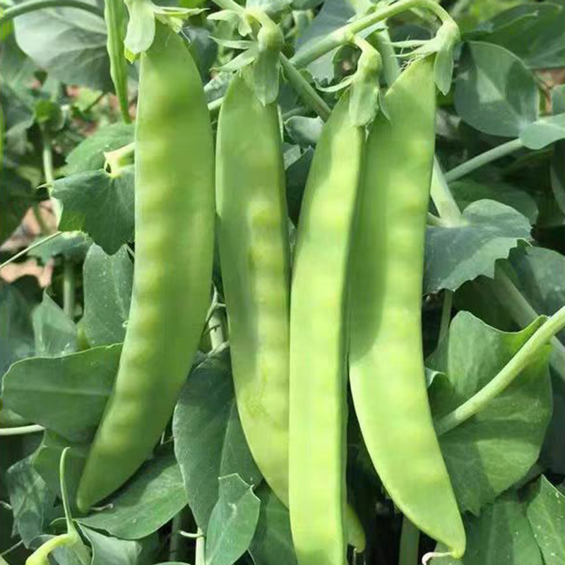 【不搭架双花双荚荷兰豆种子】吃荚菜豌豆高产耐寒秋冬蔬菜种子lz
