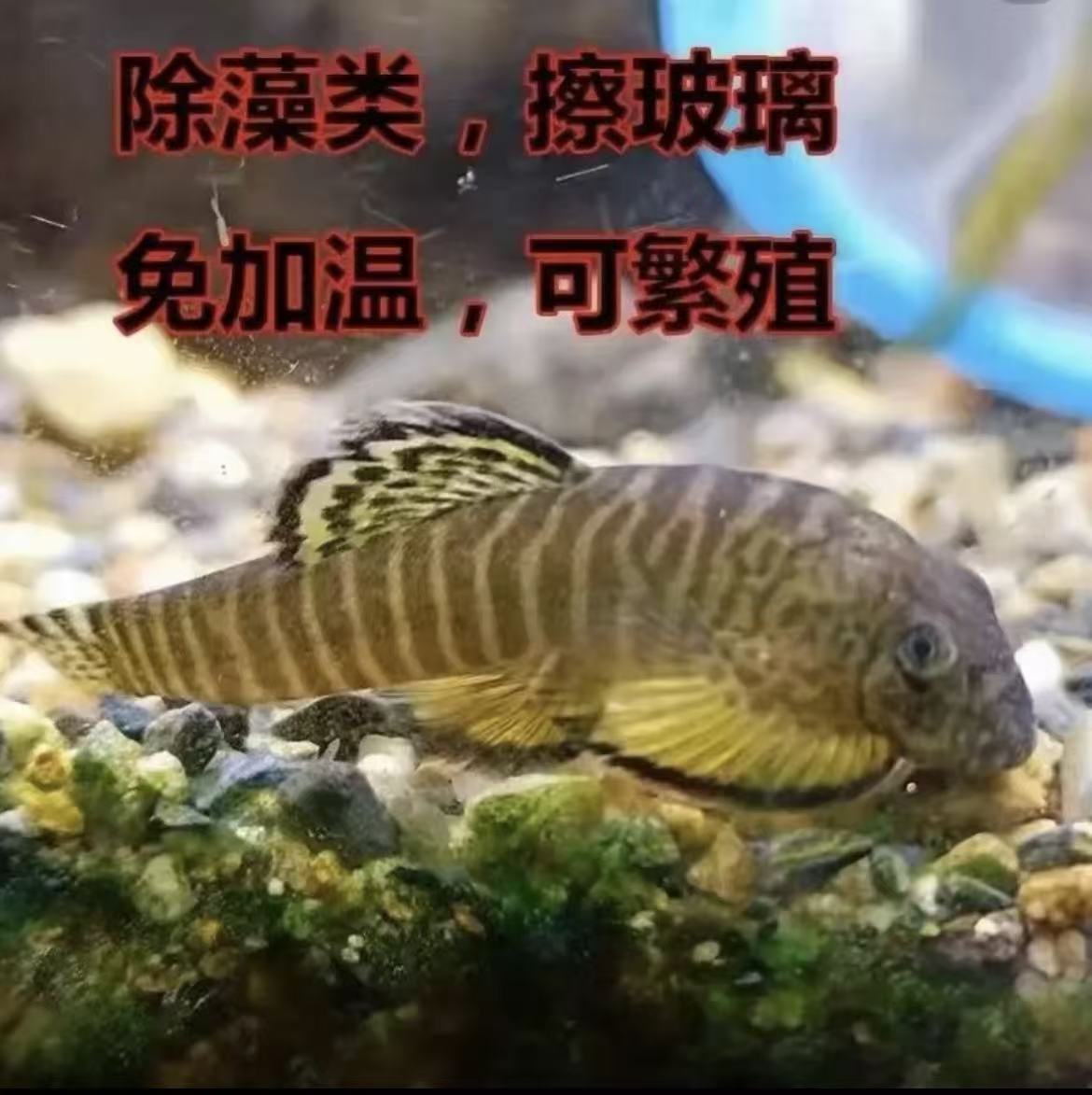 小精灵清道夫吸鳅爬岩鳅琵琶鱼淡水冷水除藻缸壁清洁鱼工具鱼