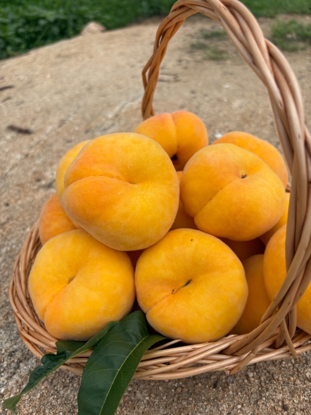 蒙阴新鲜应季黄毛蟠桃皮薄甜嫩多汁果园直发包邮