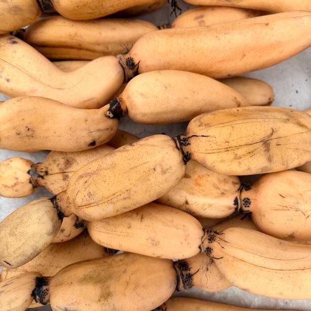 铁桥镇三台村农家自种面藕 莲藕 农家藕 新鲜现挖 包邮