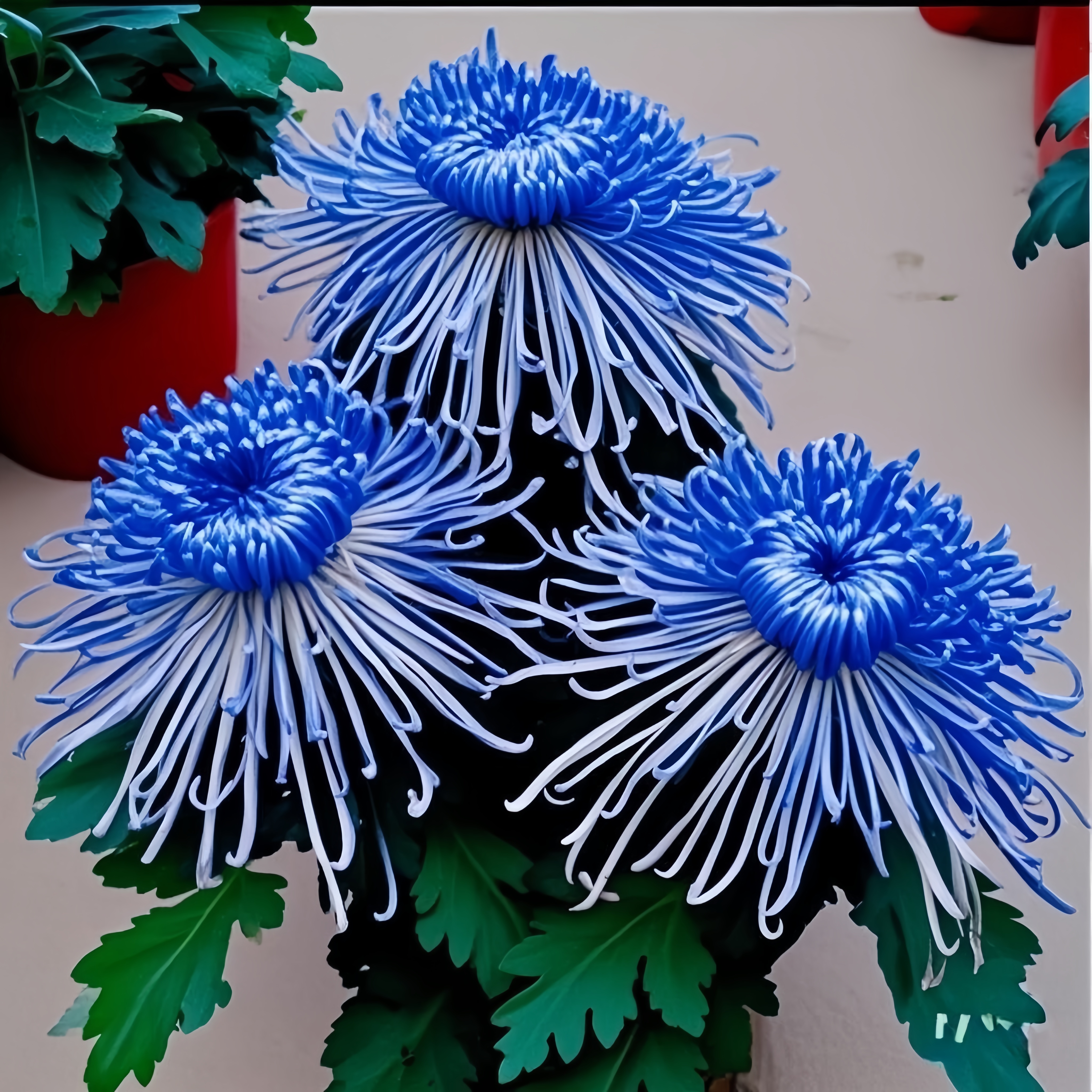 耐寒好养室内外花卉阳台小院盆栽庭院开花九月菊花苗菊花四季小苗