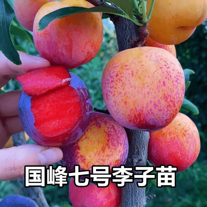 国峰七号李子树苗嫁接蜂糖李子苗晚熟脱骨大红袍李子苗南北方种苗